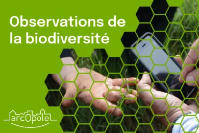 Observations de la biodiversité