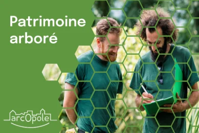Patrimoine arboré